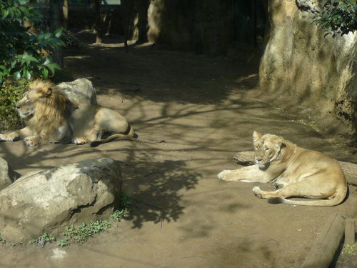 Ueno Zoo